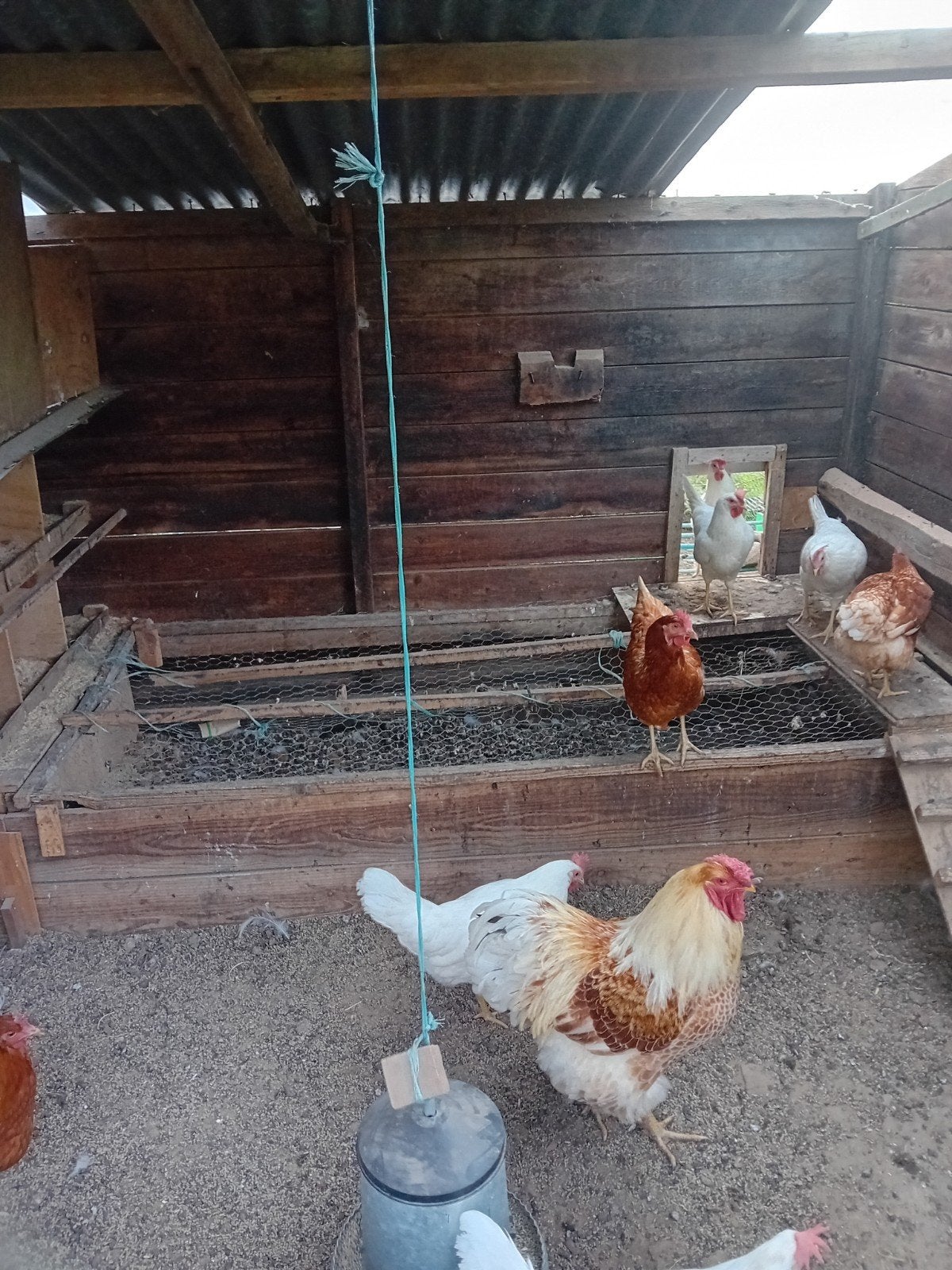 Prachtige wyandotte haan 1jaar oud, Dieren en Toebehoren, Mannelijk, Kip