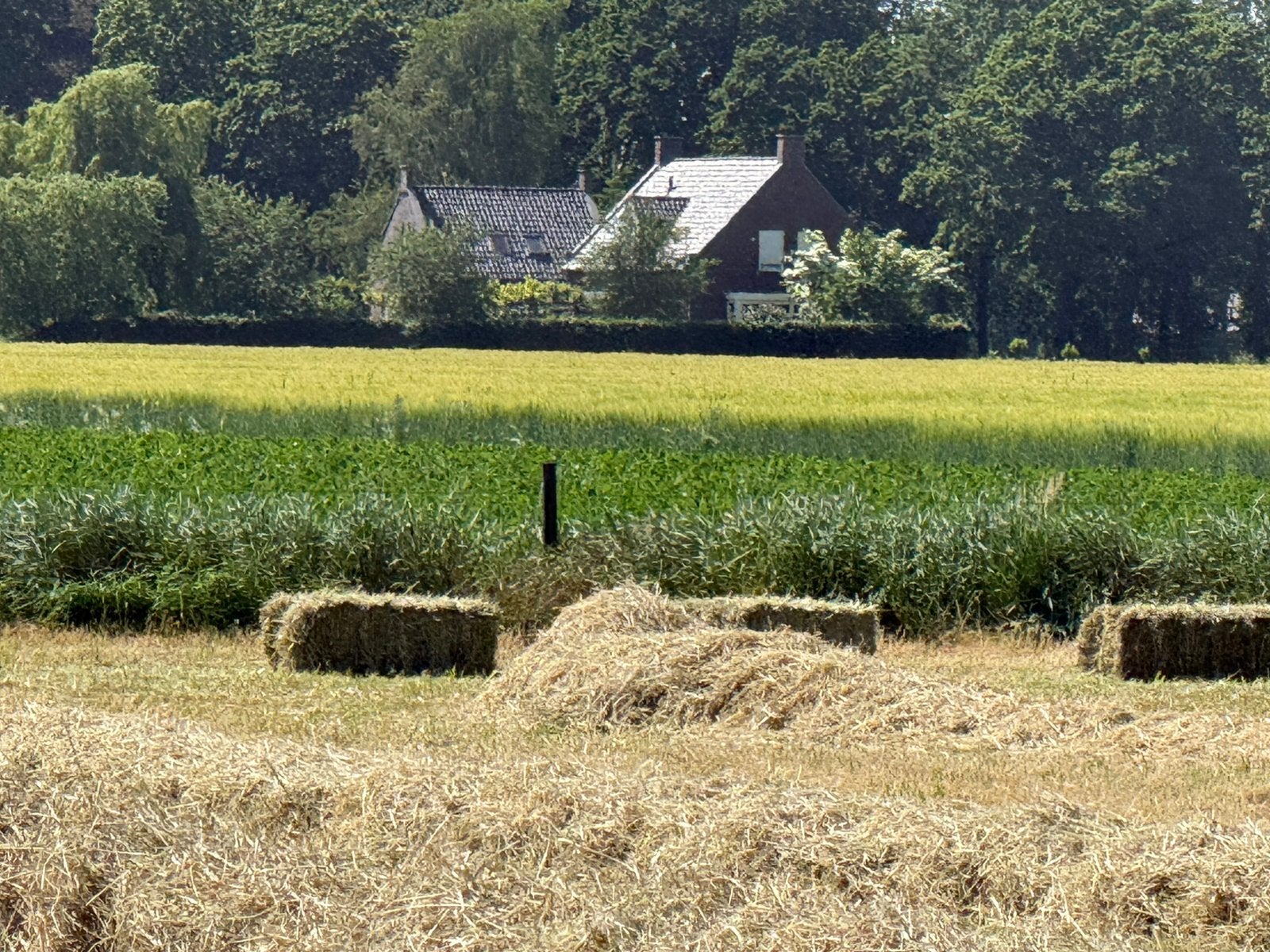 Pakjes hooi, Dieren en Toebehoren, Ophalen, Vee