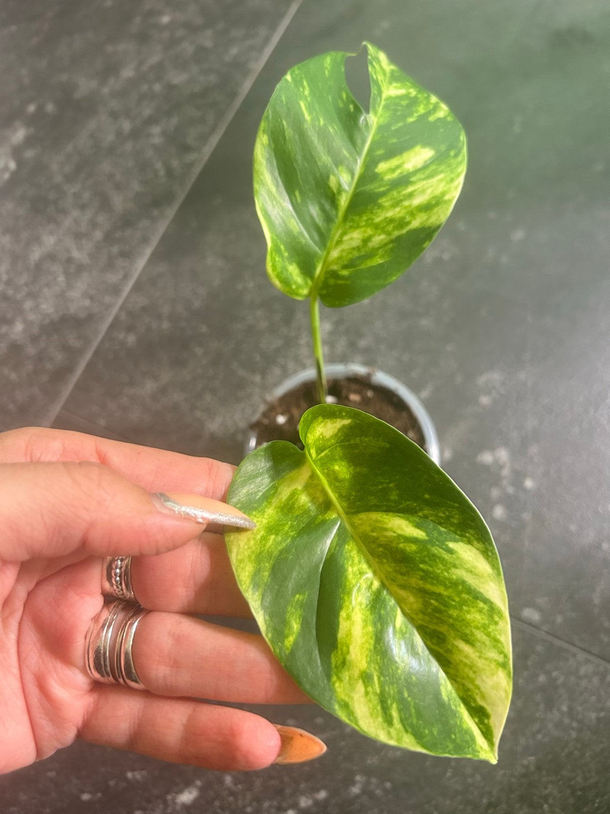 Epipremnum Pinnatum 'Cintho Goldfinger' - Zeldzame Stek, Ophalen of Verzenden, Halfschaduw, Minder dan 100 cm