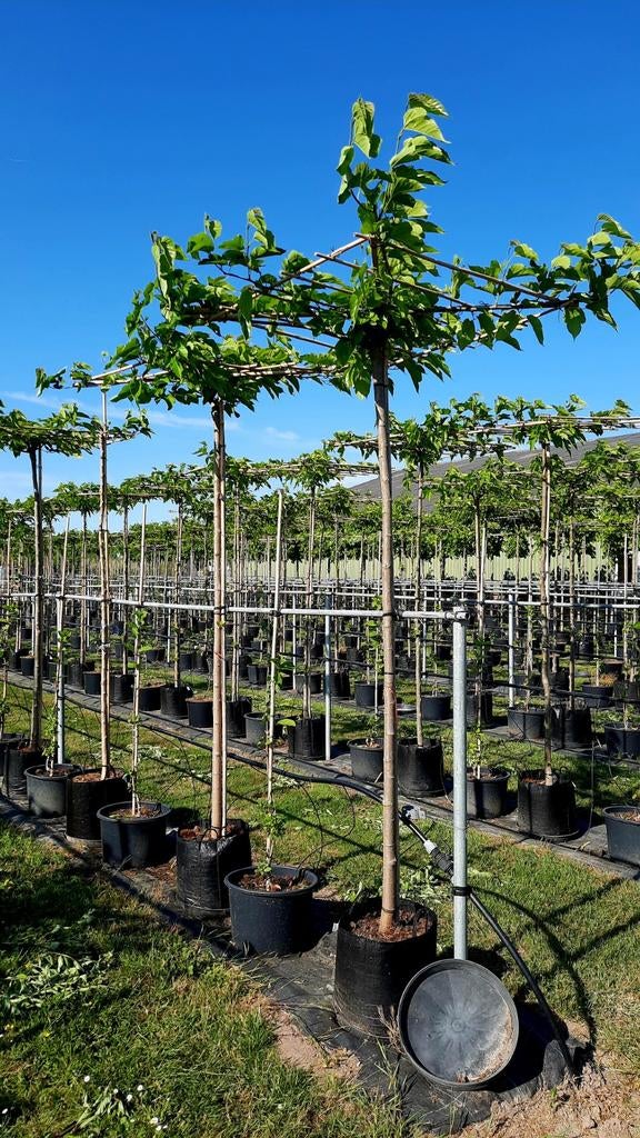 Morus alba 'Fruitless' (Witte moerbei)🌿, Tuin en Terras, Planten | Bomen, Ophalen, Volle zon, Overige soorten