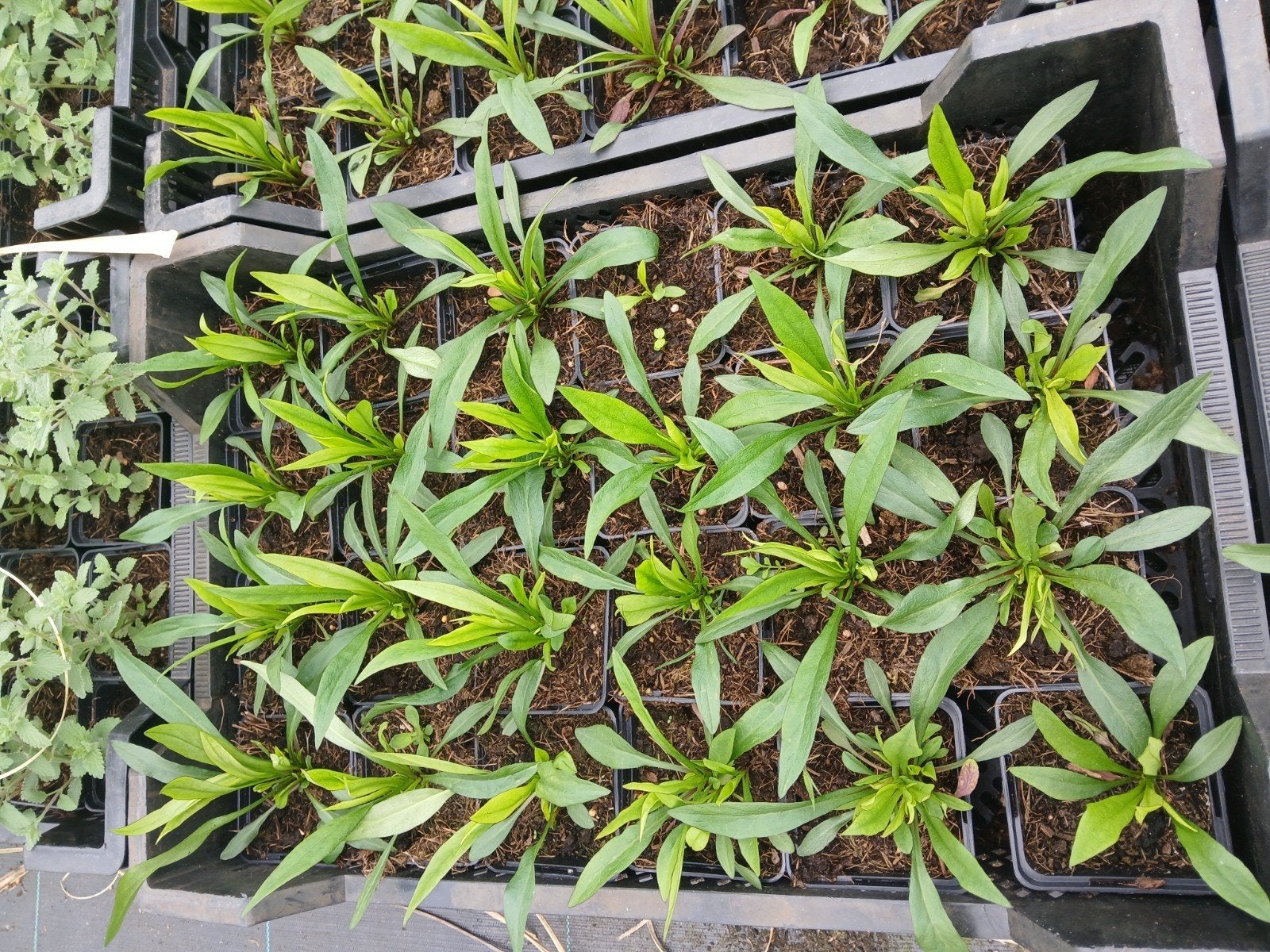 Aster Anton Kippenberg - Vaste plant voor uw tuin €1.35, Tuin en Terras, Planten | Tuinplanten, Overige soorten, Volle zon, Vaste plant