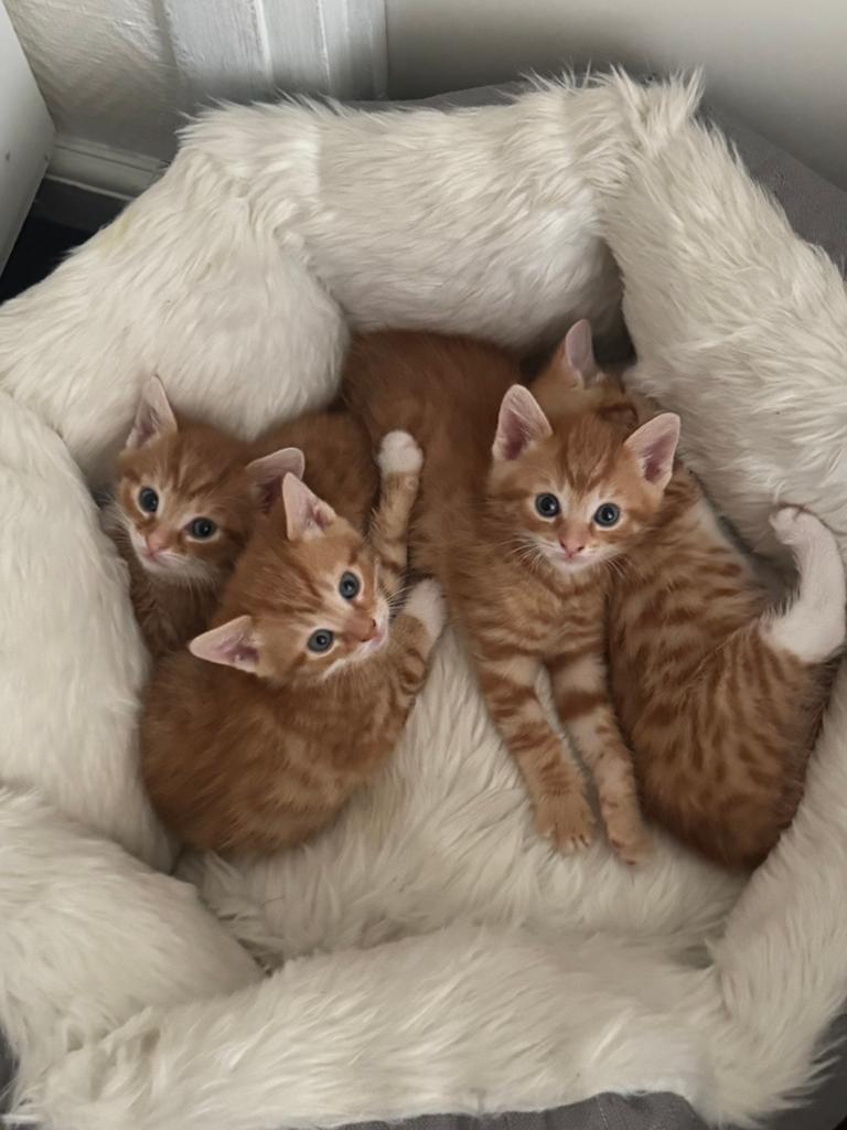 Oranje kittens te koop, Dieren en Toebehoren, Katten en Kittens | Overige Katten, Meerdere dieren
