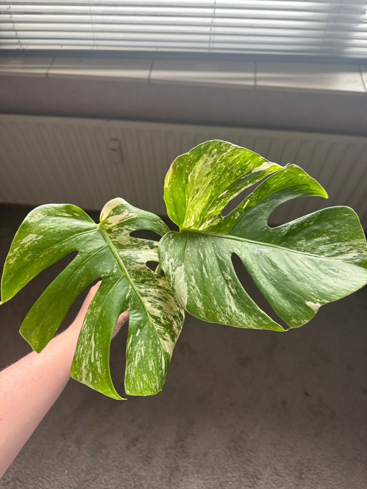 Monstera variegata kopstek, Ophalen, Halfschaduw, Minder dan 100 cm