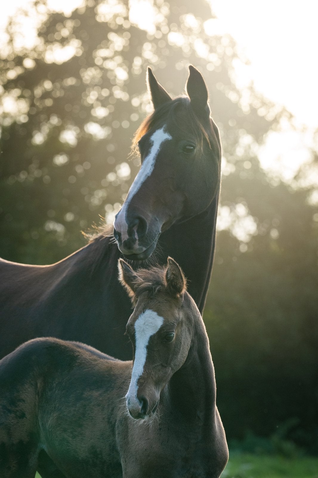 Fokmerrie Rubin-Royal x First Lady (Wolkentanz I x Freiherr), Merrie, Niet van toepassing, 170 tot 175 cm, 11 jaar of ouder