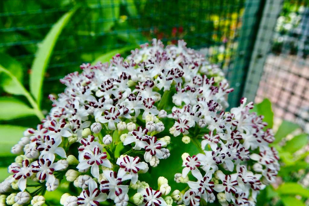 Kruidvlier Sambucus ebulus, Overige soorten, Volle zon, Vaste plant, Ophalen of Verzenden