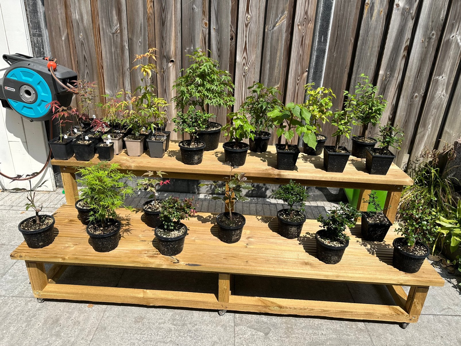 Bonsai collectie + bank & gereedschap, Tuin en Terras, Ophalen