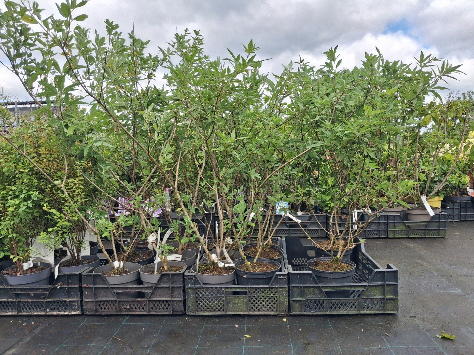 Monnikspeper Vitex 'Summertime Blues' 100 cm hoog in pot, Tuin en Terras, Ophalen of Verzenden, Overige soorten, Minder dan 100 cm