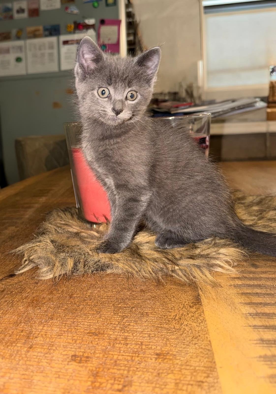 Kittens, Meerdere dieren, Kortharig
