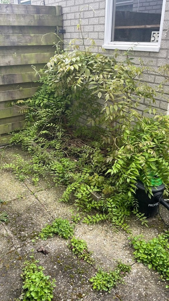Groen en tuin onderhoud amersfoort, Diensten en Vakmensen, Tuinmannen en Stratenmakers, Tuinonderhoud of Snoeiwerk