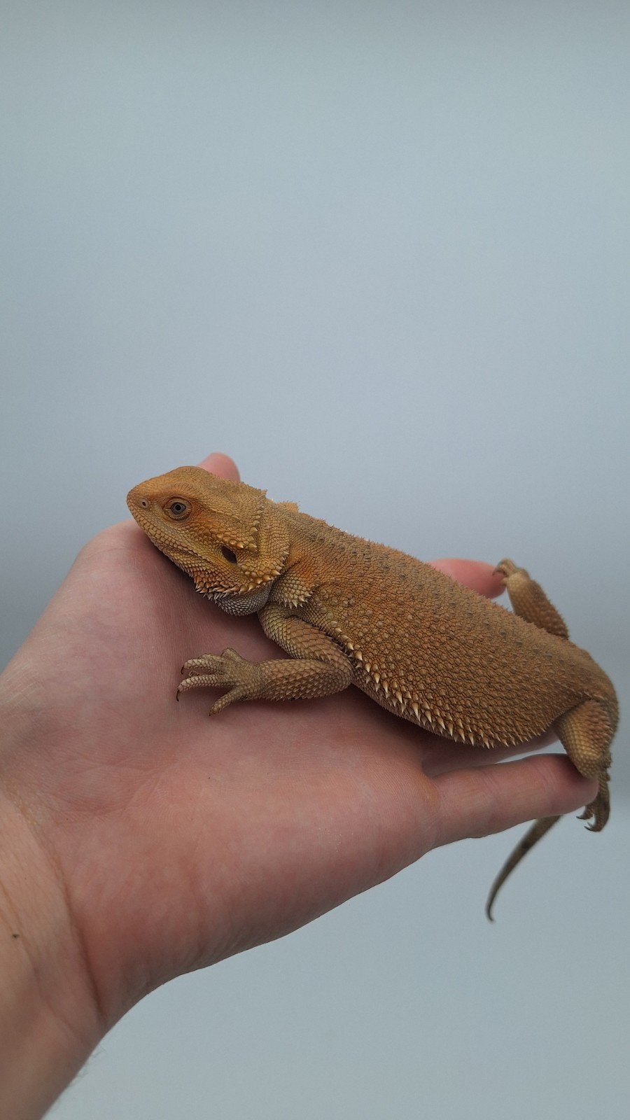 hypo witblits baardagaam Bearded Dragon photo 2