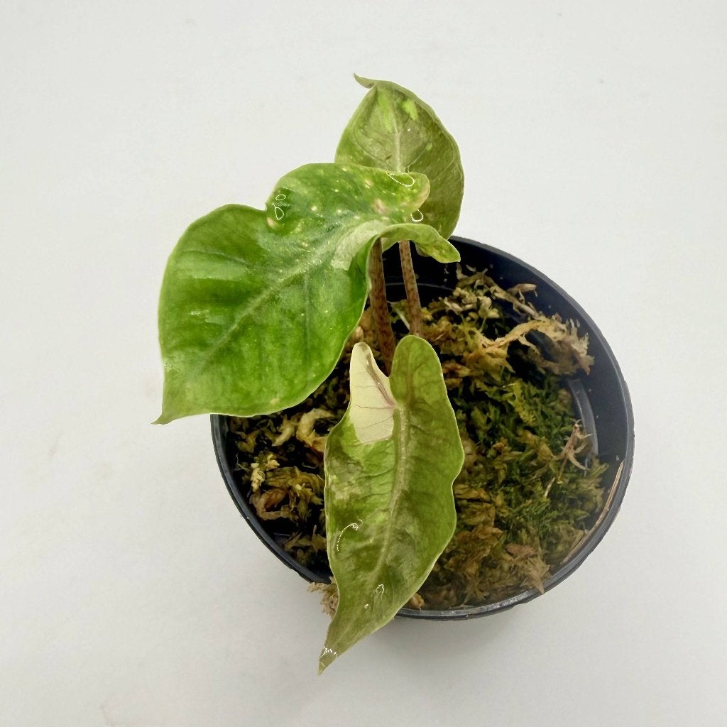 Alocasia Yucatán Princess Pink Variegata, Huis en Inrichting, Kamerplanten, Verzenden, Halfschaduw, Minder dan 100 cm