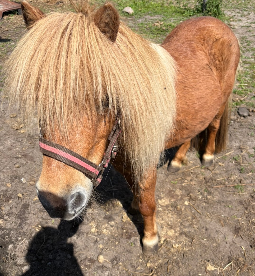 Merrie met stamboom papieren, Dieren en Toebehoren, Pony's, Merrie, A pony (tot 1.17m), Met stamboom