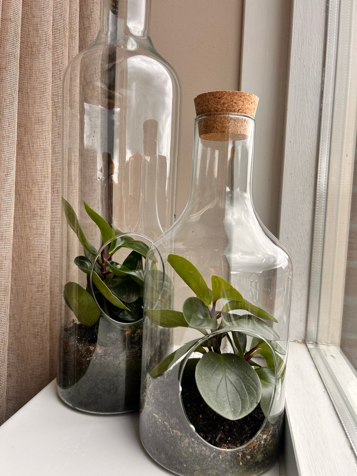 Twee planten in glazen flessen - unieke decoratie, Ophalen, Overige soorten, Halfschaduw, In pot