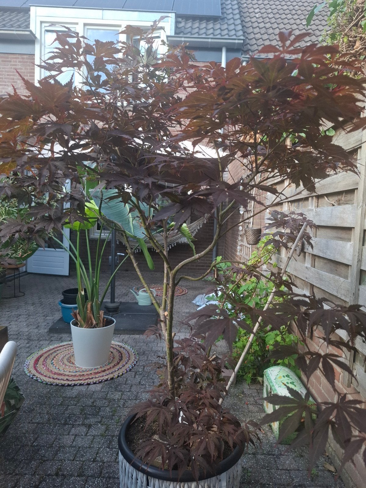 Grote Esdoorn in pot, ca 180cm hoog, Tuin en Terras, Planten | Bomen, Overige soorten, 100 tot 250 cm, Ophalen, Volle zon