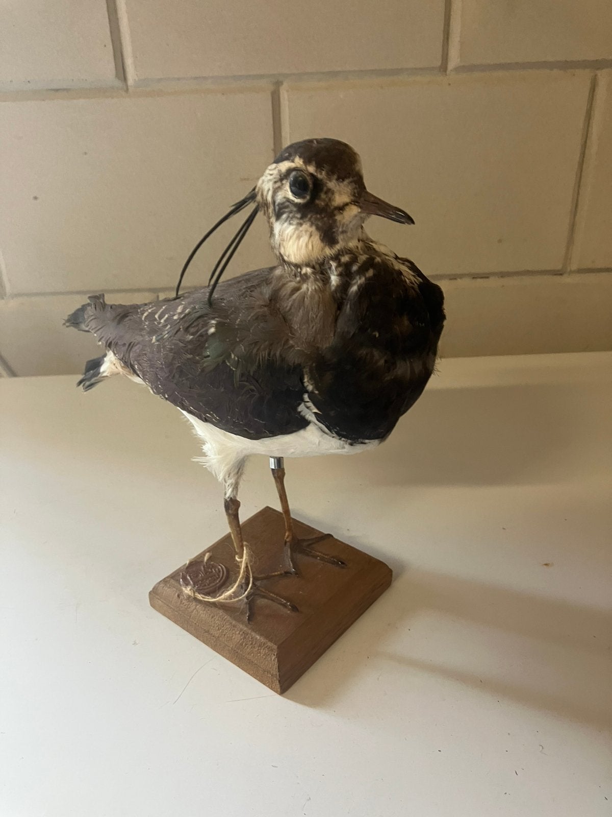 Kievit weidevogel opgezet taxidermie, Ophalen of Verzenden, Zo goed als nieuw, Opgezet dier
