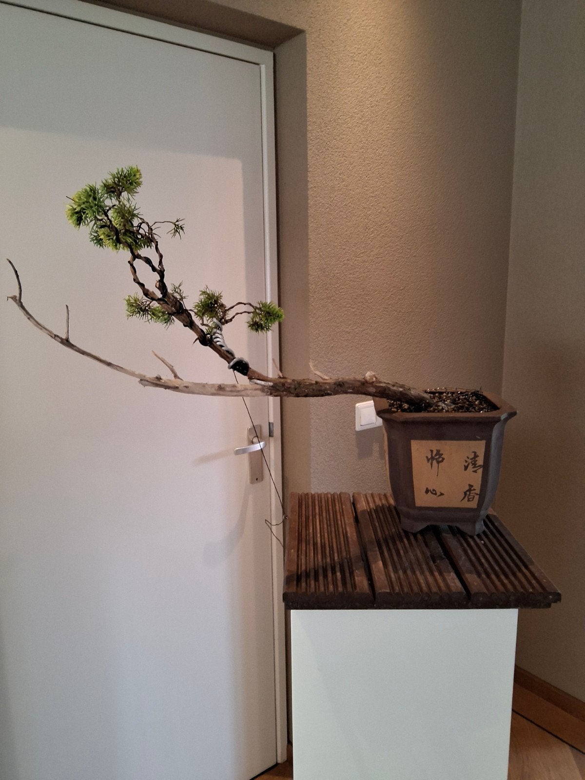 pre bonsai jeneverbes, Ophalen, Overige soorten, Volle zon