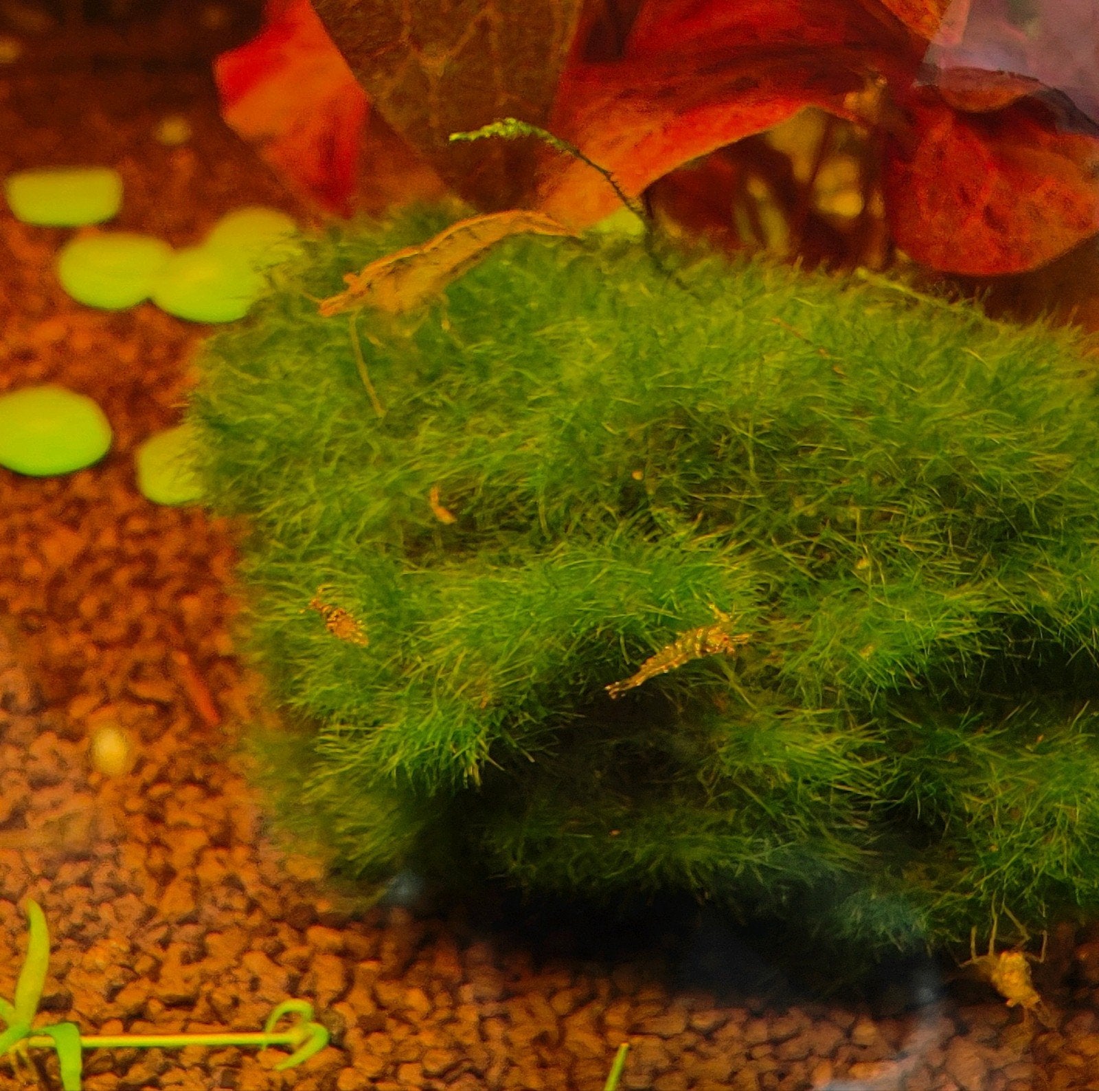 Garnalen neocaridina., Dieren en Toebehoren, Vissen | Aquariumvissen, Kreeft, Krab of Garnaal, Zoetwatervis, Schoolvis