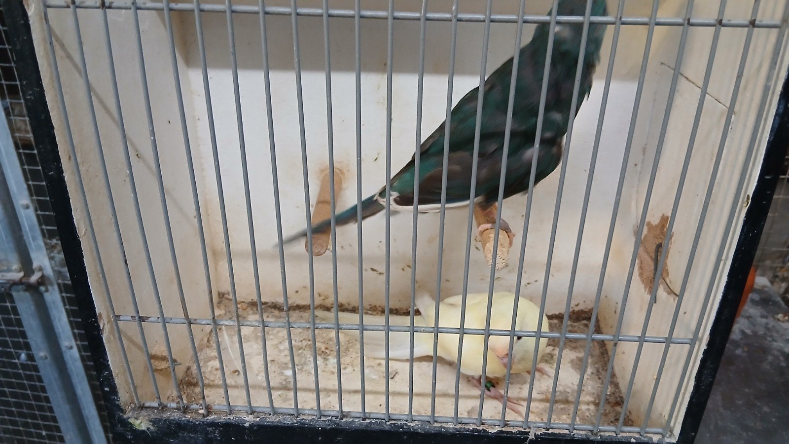 kakariki  crème  man pop blauw bont, Dieren en Toebehoren, Meerdere dieren, Parkiet