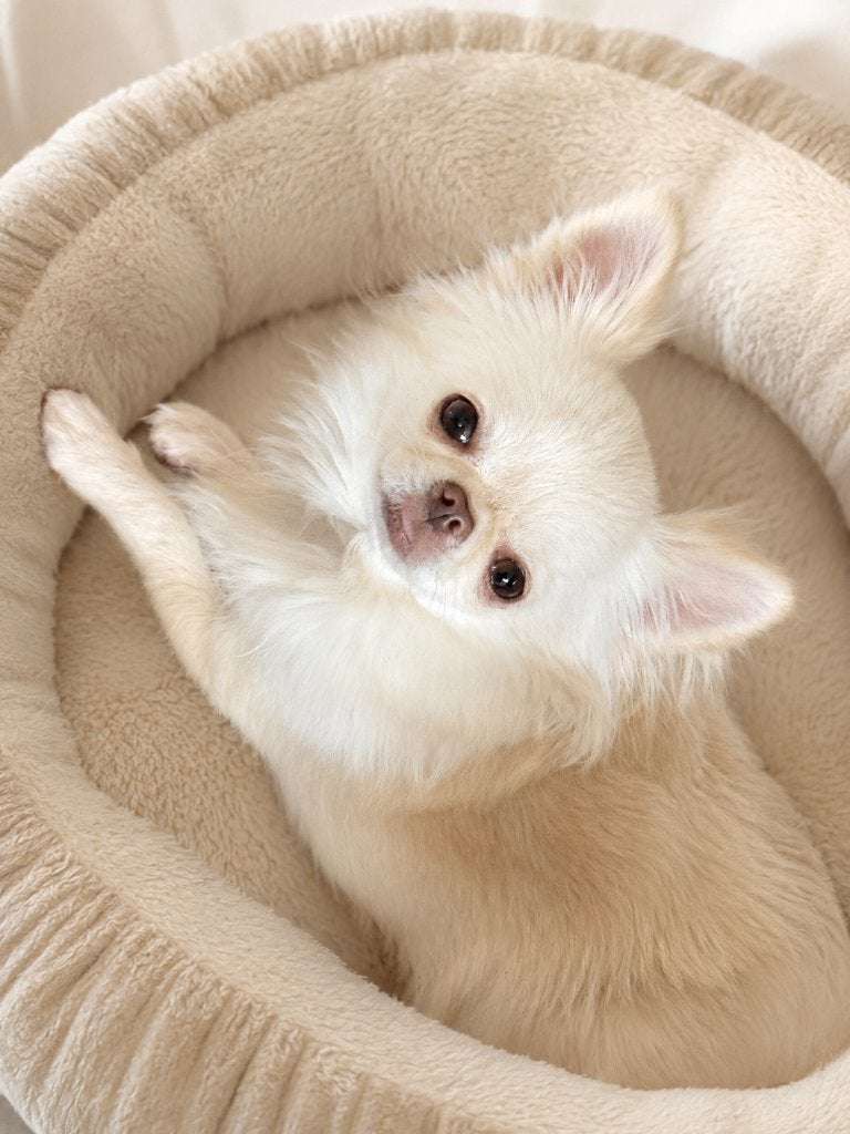 Chihuahua, Particulier, HCC (leverziekte), Buitenland, Teef