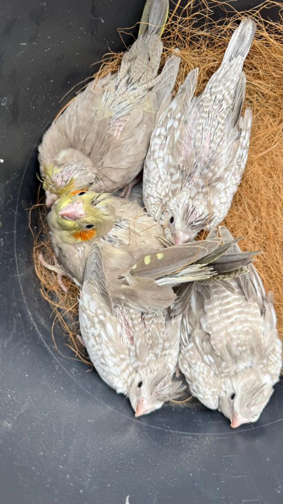 Valkparkiet jongen, Dieren en Toebehoren, Vogels | Parkieten en Papegaaien, Meerdere dieren, Parkiet, Tam
