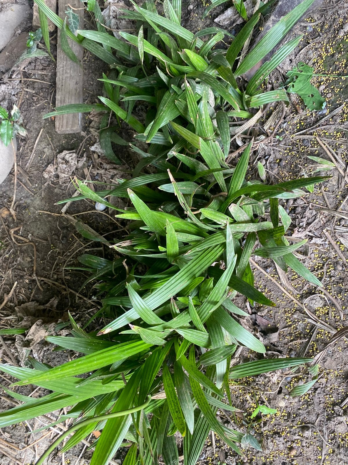 Palmbomen zaailing Trachycarpus, Tuin en Terras, Planten | Tuinplanten, Ophalen, Bodembedekkers, Vaste plant, Bloeit niet