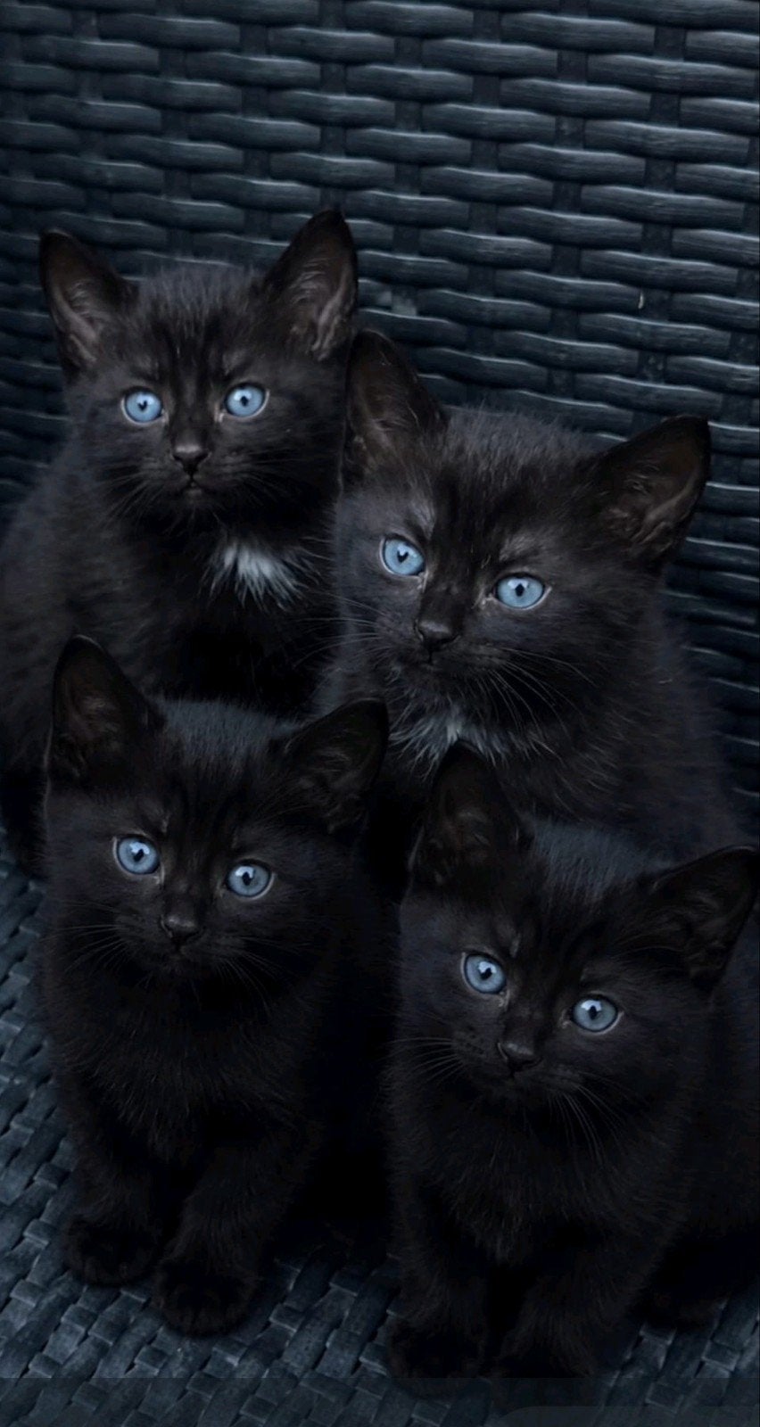 Goed gesocialiseerde kittens mix kittnes!, Meerdere dieren