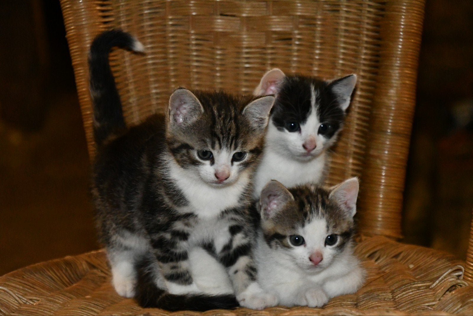 Lieve jonge boederij poesjes, Dieren en Toebehoren, Katten en Kittens | Overige Katten, Meerdere dieren