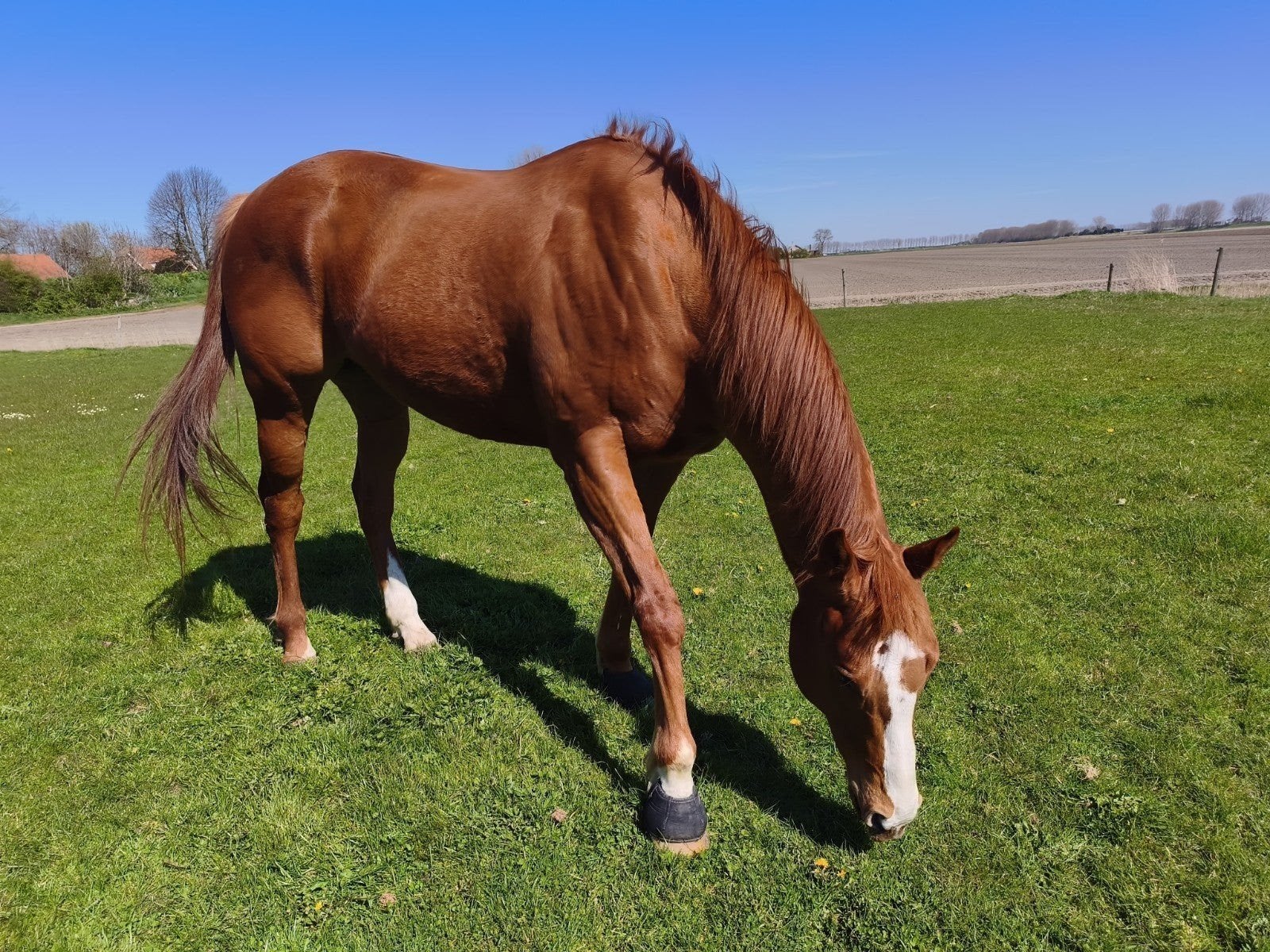 stalling en weidegang gezocht regio Tholen