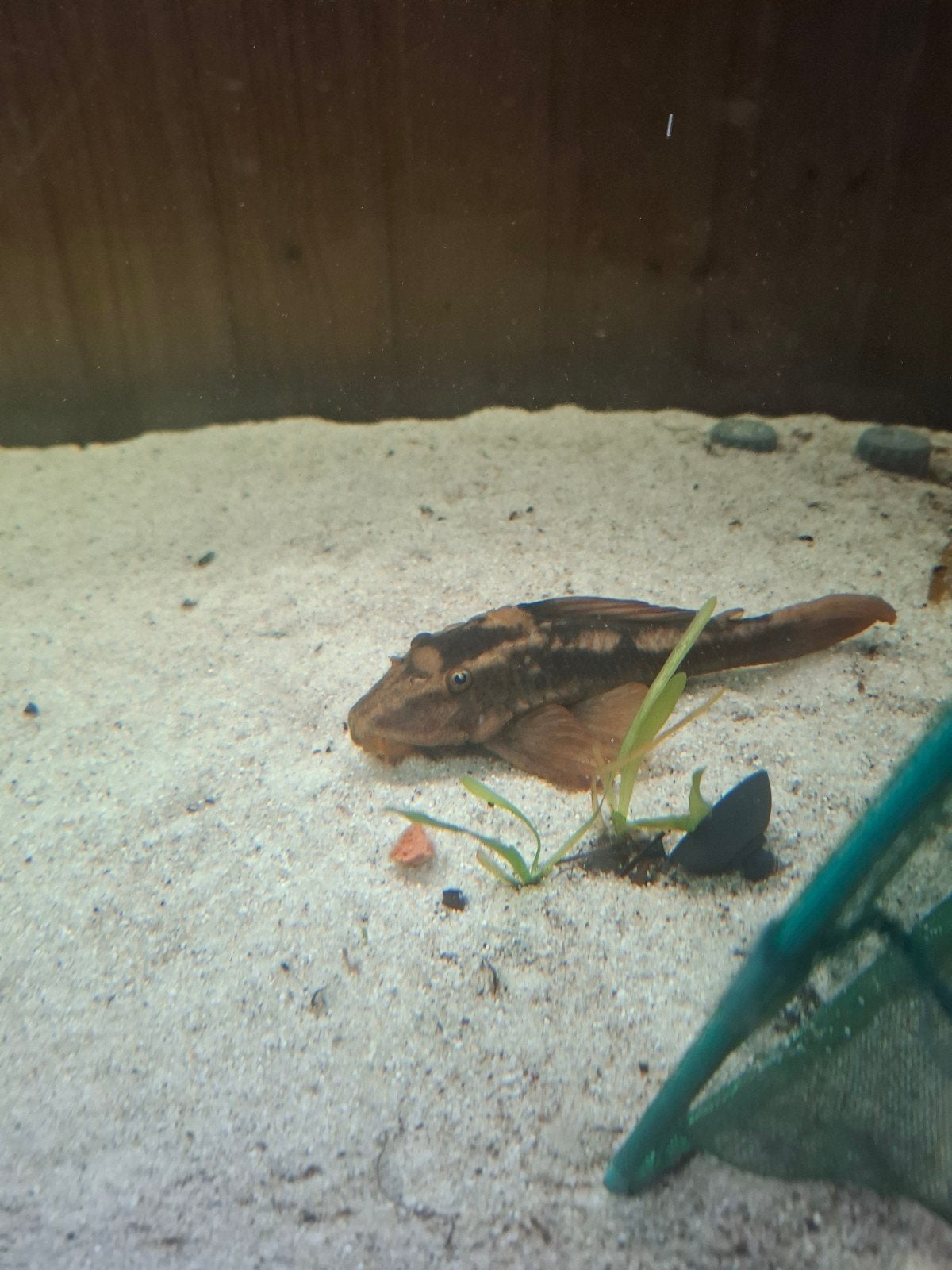 Red Bruno pleco, Vis