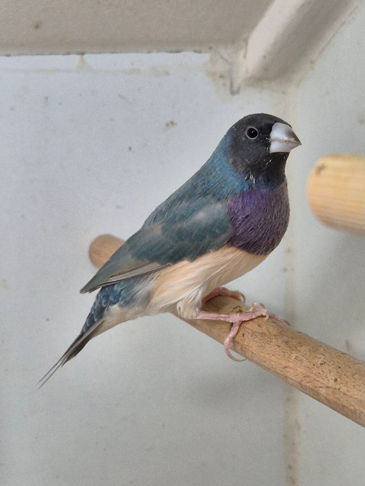 Mooie blauwe gouldamadine man, Mannelijk, Tropenvogel, Geringd