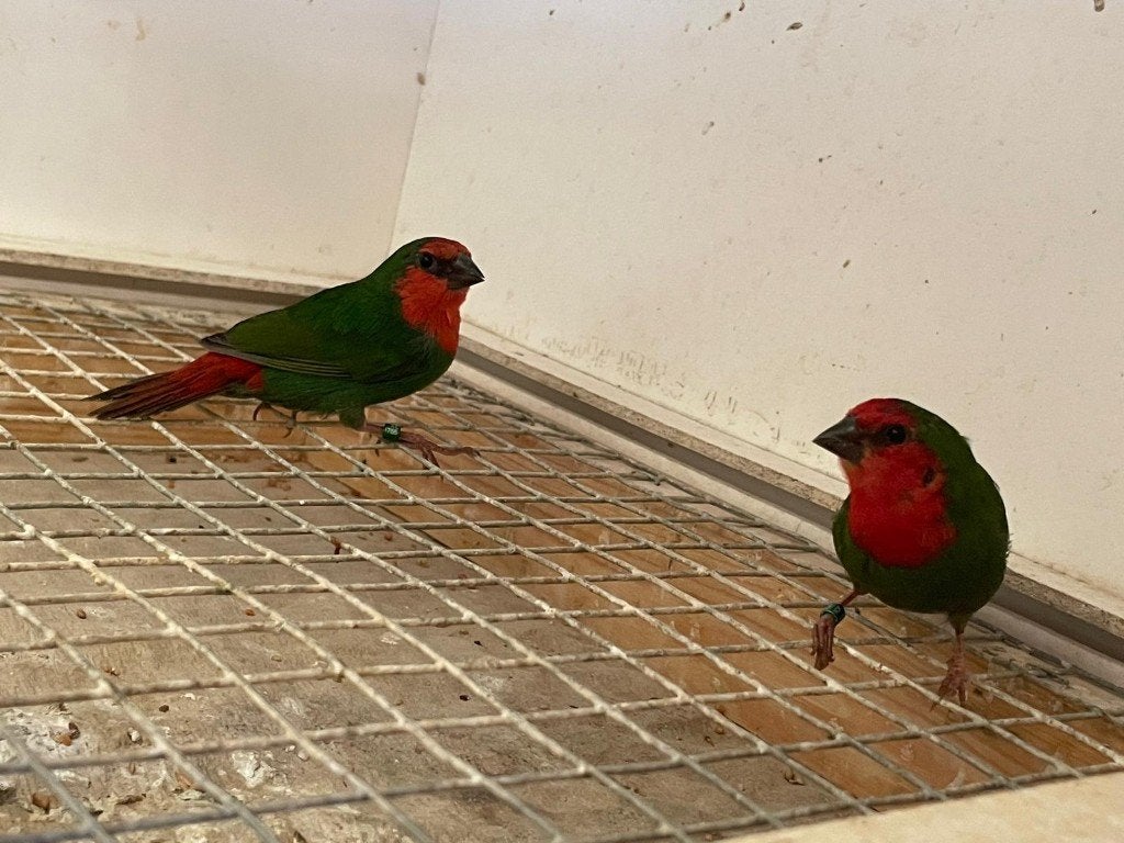 Koppel roodkoppapegaaiamadine, Dieren en Toebehoren, Meerdere dieren