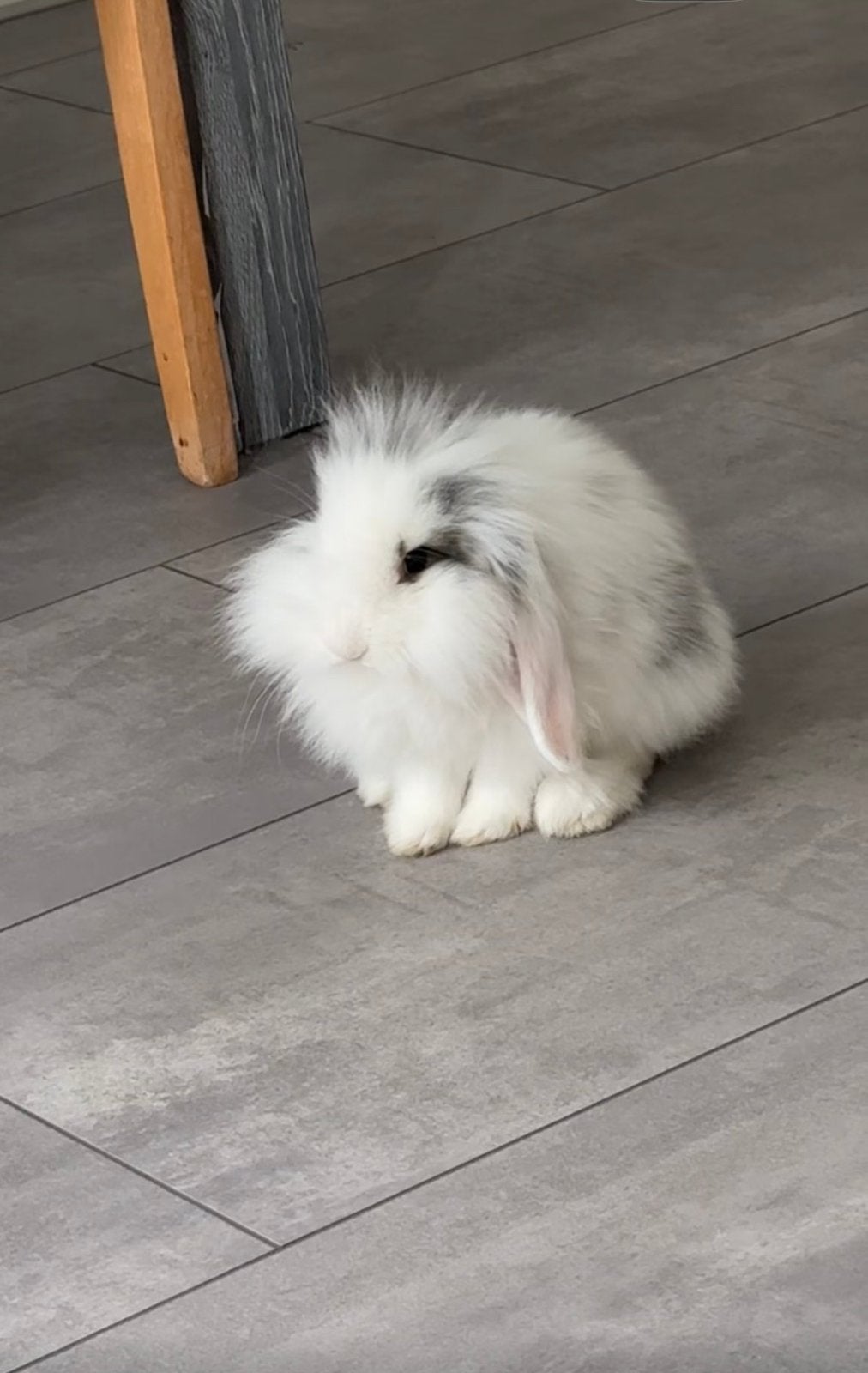 Hangoor konijn, Dieren en Toebehoren, Mannelijk, Dwerg, Hangoor