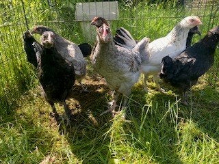 kuikens, Dieren en Toebehoren, Pluimvee, Vrouwelijk, Kip