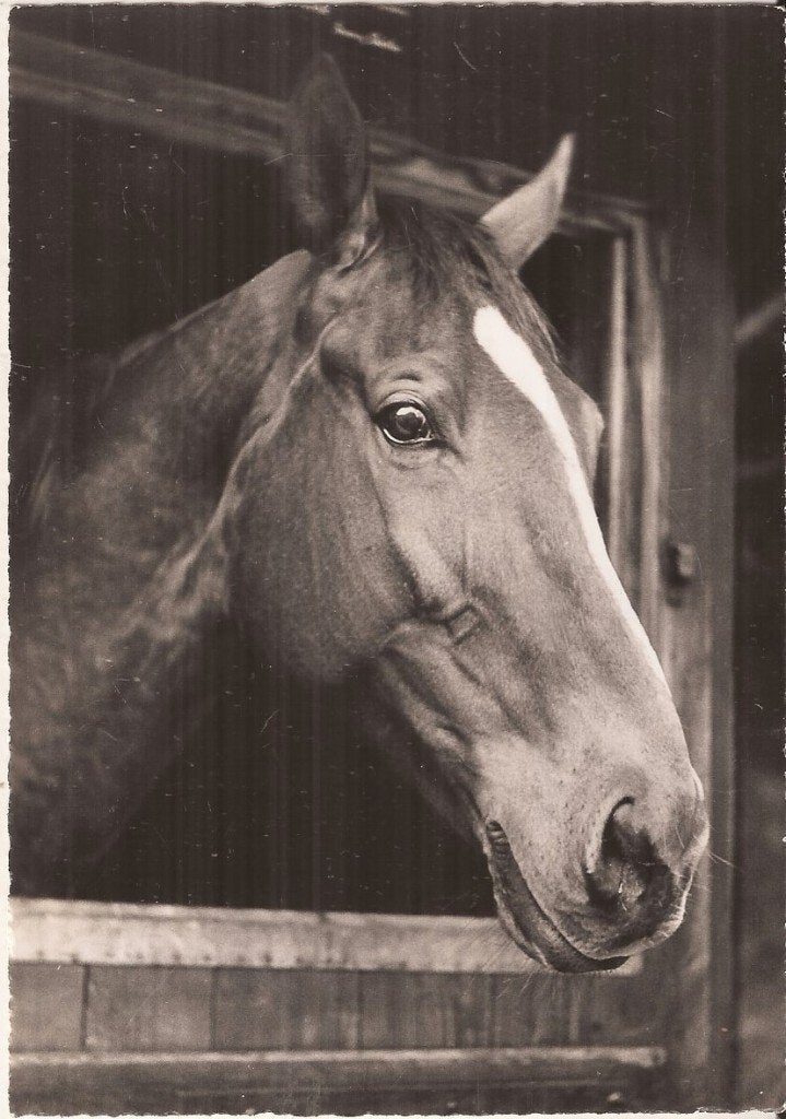 Paardenhoofd 50/60er jaren Uitg. Beringer & Pampaluchi, Ophalen of Verzenden, 1940 tot 1960, Ongelopen, Paard