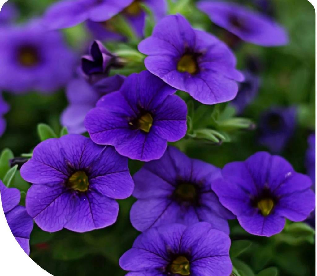 Petunia stekken.  Roze,Rood, Paars., Tuin en Terras, Ophalen, Overige soorten, Volle zon
