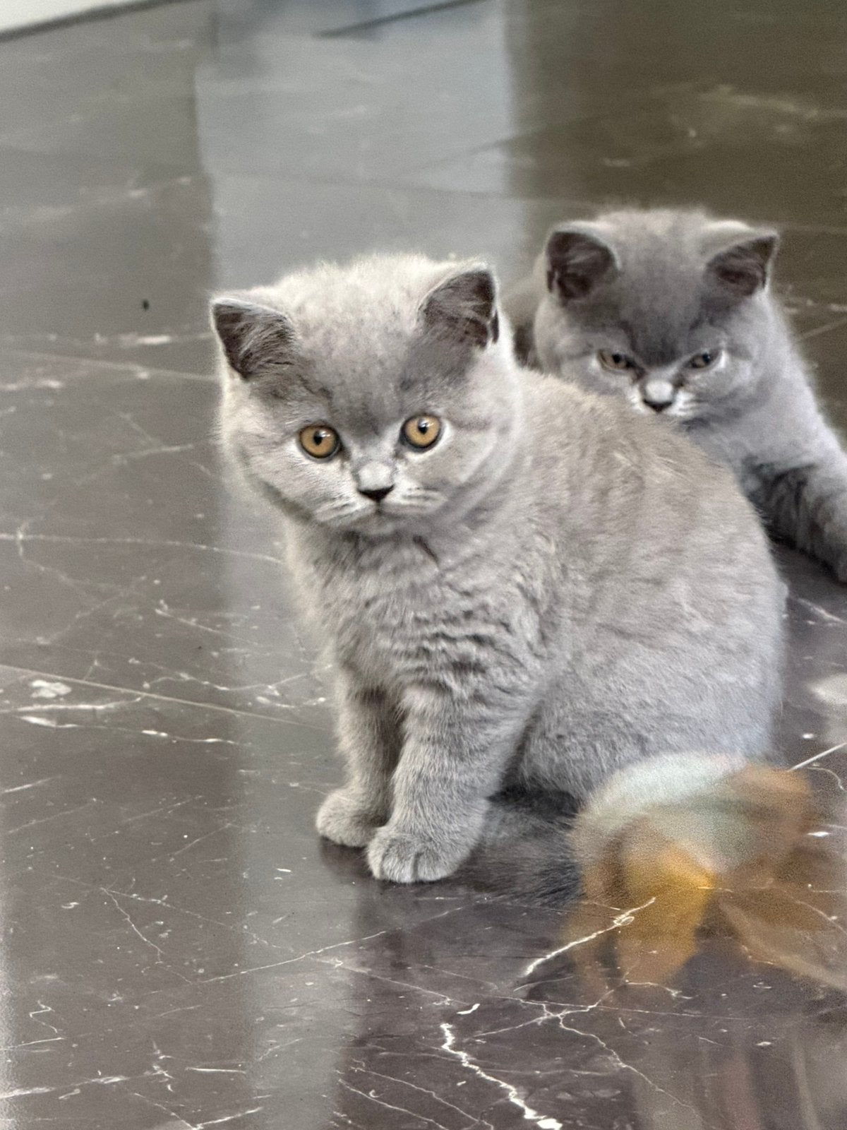 Britse Korthaar Kittens met Stamboom, Meerdere dieren, Met stamboom, 0 tot 2 jaar