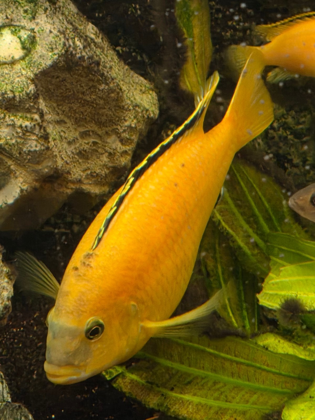Malawi chicliden (Geel), Dieren en Toebehoren, Vissen | Aquariumvissen, Vis
