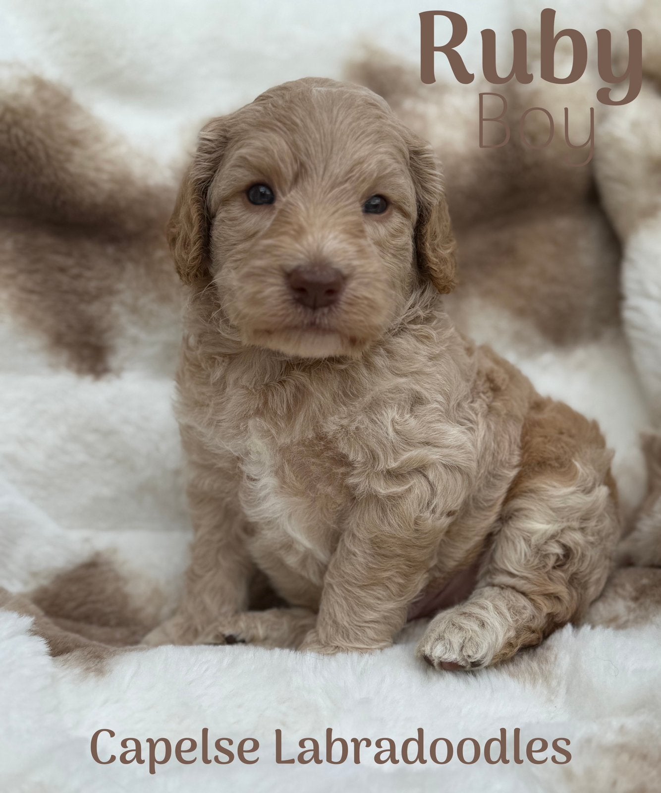 Australian Labradoodle pups geboren, Dieren en Toebehoren, Nederland, 8 tot 15 weken, Parvo, Meerdere