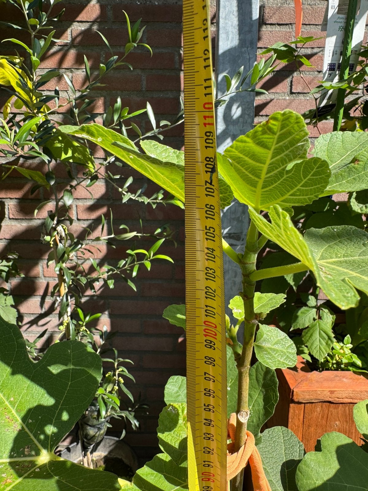 Brown Turkey vijgenboom uit Turkse moederboom  | 106 cm, Ophalen, Lente, In pot, 100 tot 250 cm