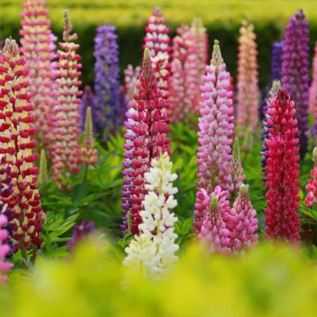 Gifvrije zaden lupine, Ophalen of Verzenden, Volle zon