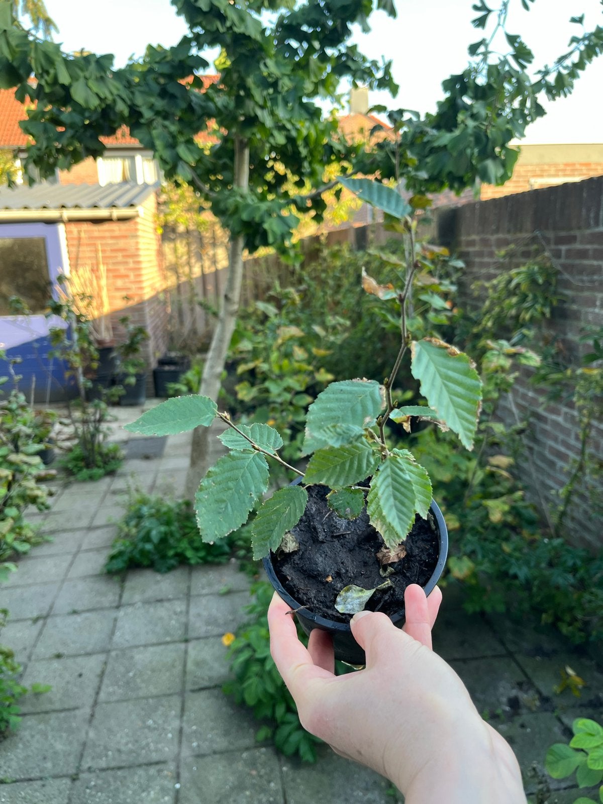 Jonge beukenboom in pot, Volle zon, Vaste plant, Bloeit niet, Ophalen