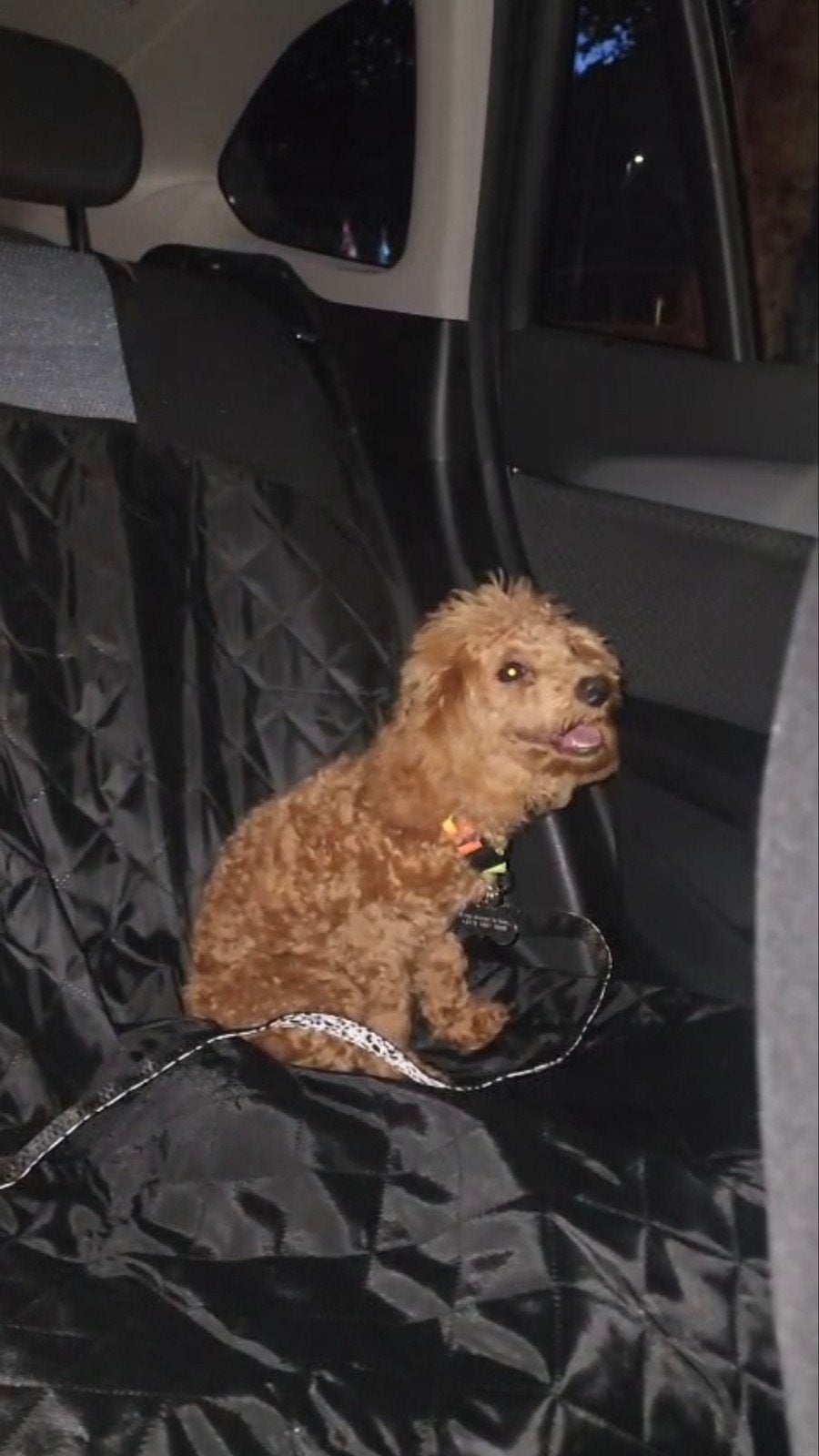 Toy Poodle For Sale, Dieren en Toebehoren, Honden | Chihuahua's en Gezelschapshonden, Reu, 1 tot 2 jaar, Eén hond, Nederland