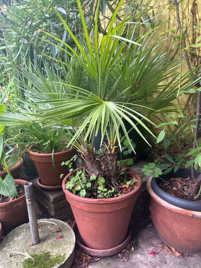 Trachycarpus waaierpalm, Volle zon, Vaste plant, Bloeit niet, Ophalen