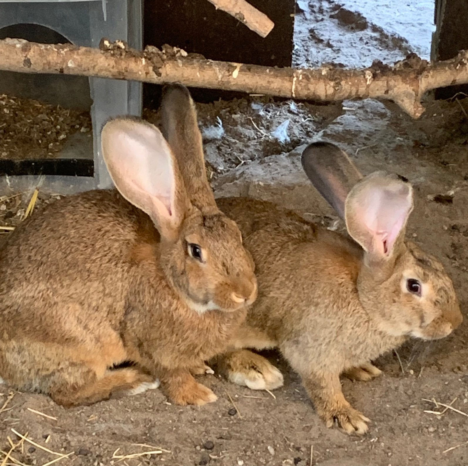 Dikke vlaamse reus rammen, Dieren en Toebehoren, Mannelijk, Groot