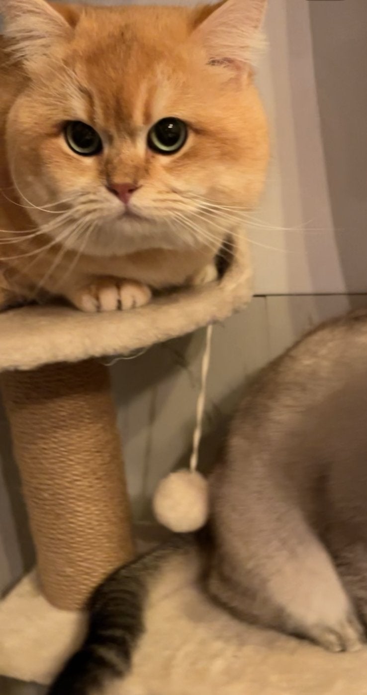 Brits korthaar dekkater, Dieren en Toebehoren, Kater, Met stamboom, 0 tot 2 jaar