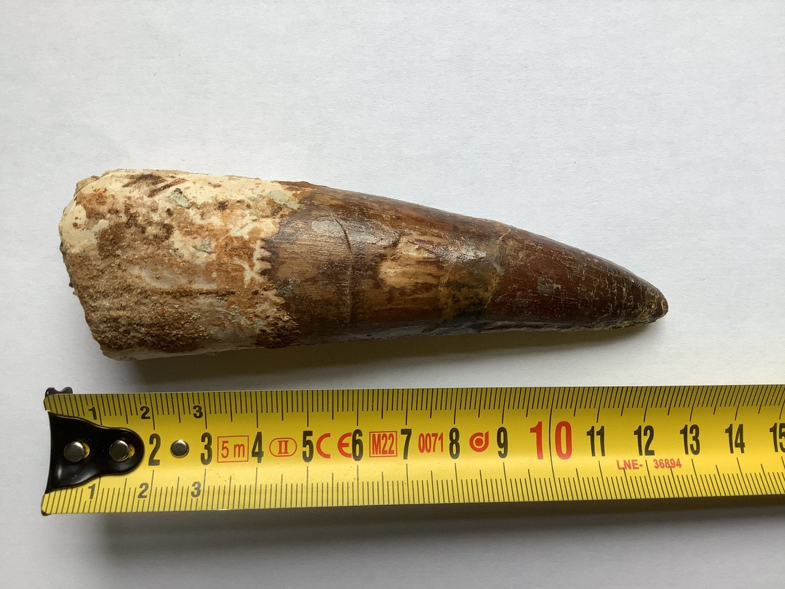 Spinosaurus tand 127 mm, Ophalen of Verzenden, Fossiel