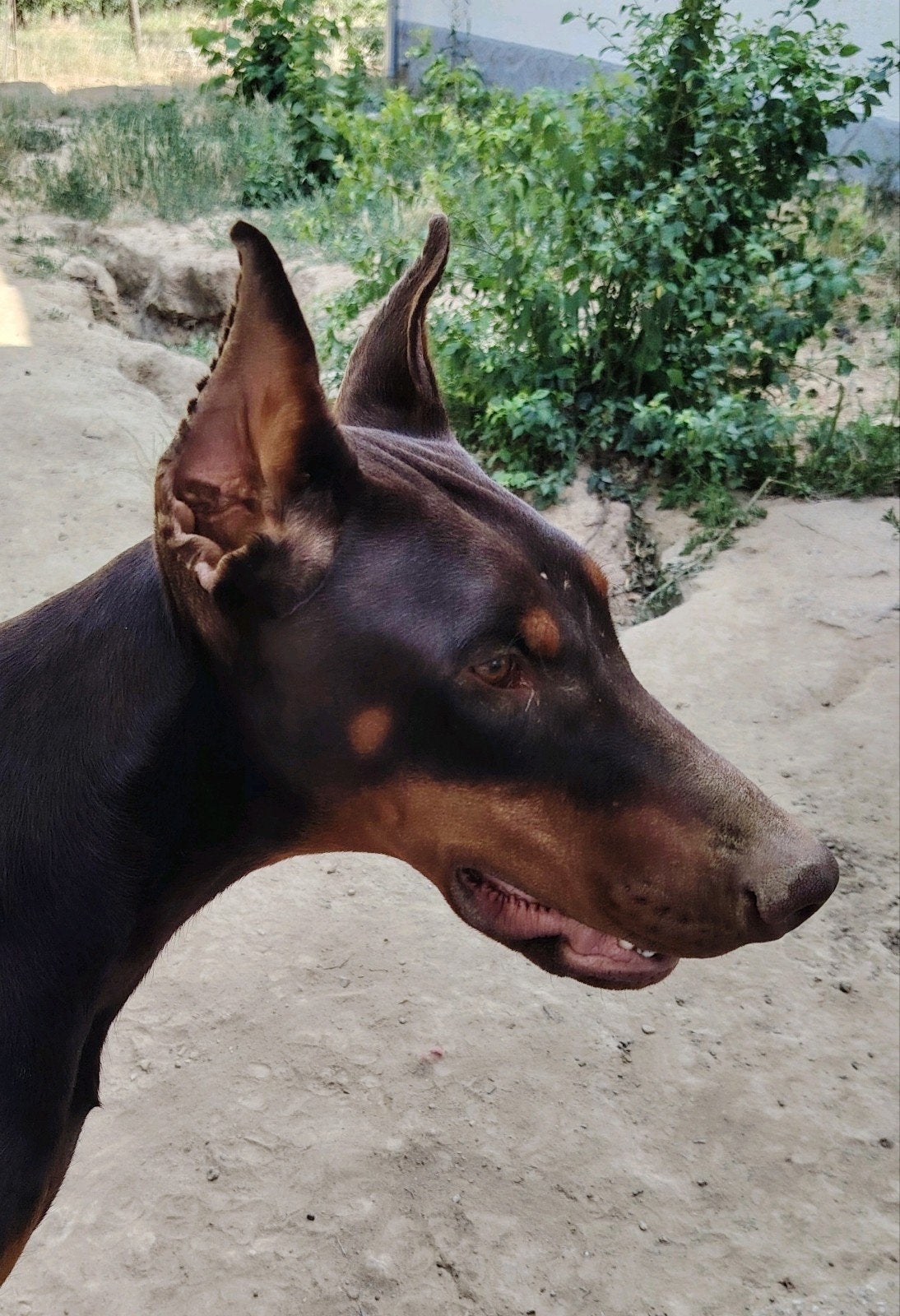 Mooi Dobermann teefjes met FCI stamboom, Particulier, 15 weken tot 1 jaar, Overige rassen, Buitenland