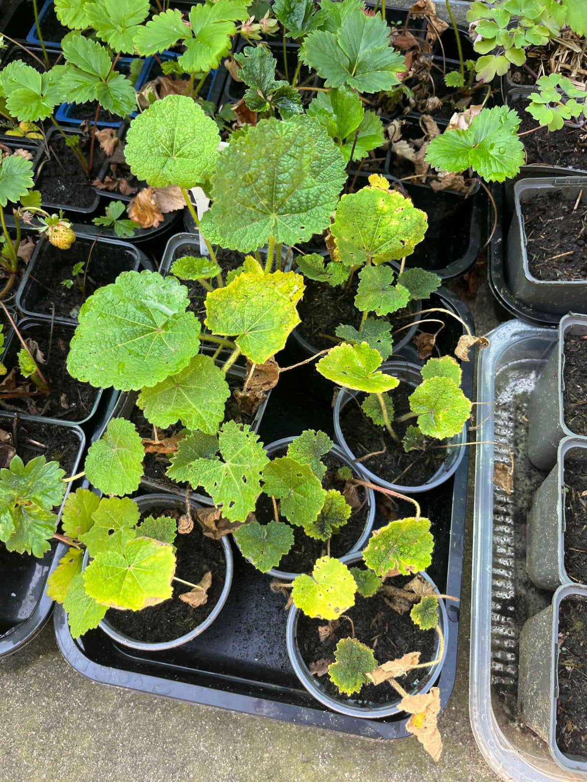 Stokroos en meer tuinplantjes, Ophalen, Eenjarig, Overige soorten, Volle zon
