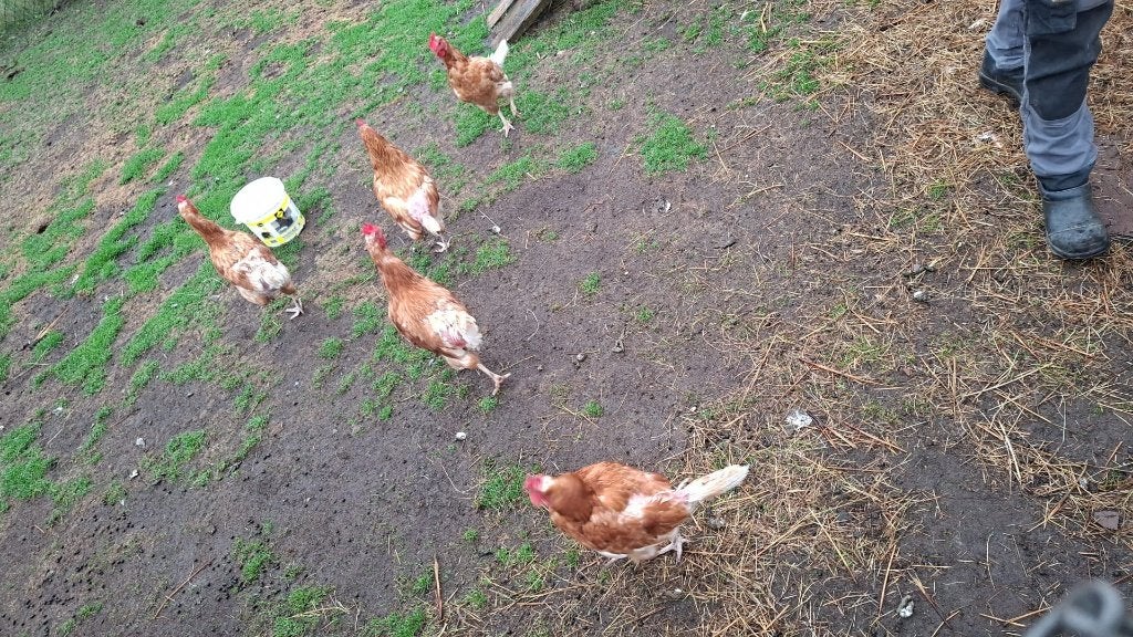 10 leghennen te koop ongeveer 15 maanden oud., Dieren en Toebehoren, Ophalen, Zo goed als nieuw, Kippenhok of Kippenren