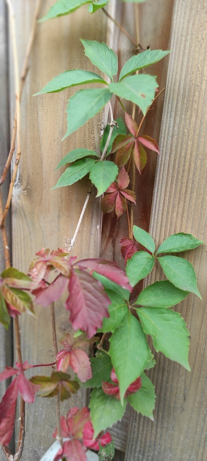 Wilde Wingerd (Parthenocissus quinquefolia) klimplant, Ophalen of Verzenden, Zomer, Vaste plant, Klimplanten